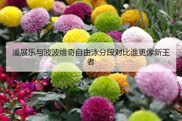潘展乐与波波维奇自由泳分段对比谁更像新王者