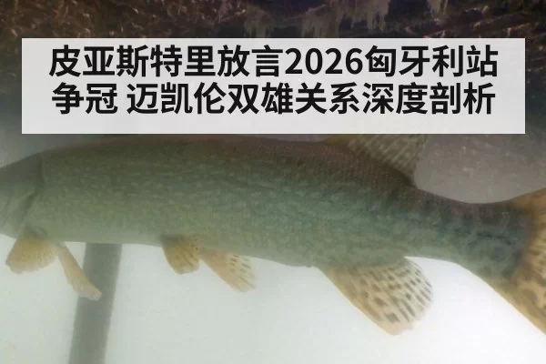 皮亚斯特里放言2026匈牙利站争冠 迈凯伦双雄关系深度剖析